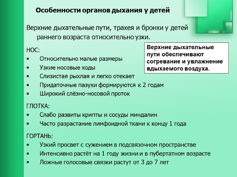 Особенности органов дыхания у детей Верхние дыхательные пути, трахея и бронхи у детей 